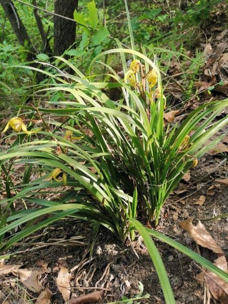 国家二级保护植物有哪些「国家二级保护植物有哪些 名单」